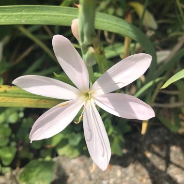 Hesperantha coccinea 'Wilfred H. Bryant' syn. Schizostylis coccinea 'Wilfred H. Bryant', Hesperantha 'Pink Princess', Schizostylis 'Pink Princess'