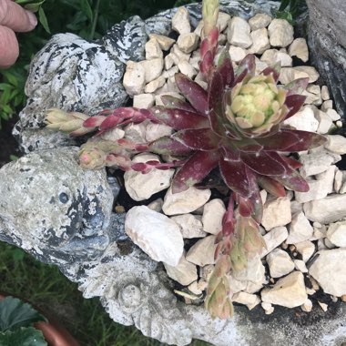 Sempervivum