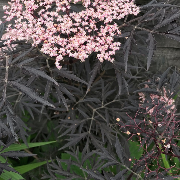 plant image 1077965