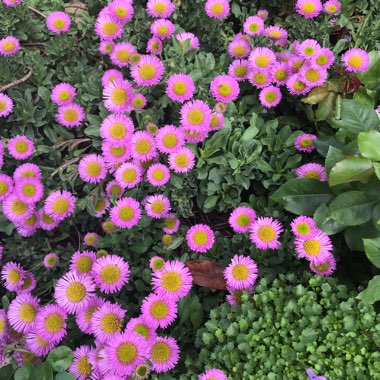 Erigeron glaucus 'Sea Breeze'