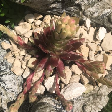 Sempervivum