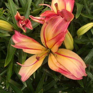 Lilium 'Delicate Joy'