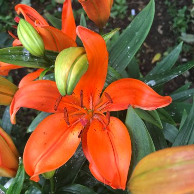 Lilium 'Entertainer'