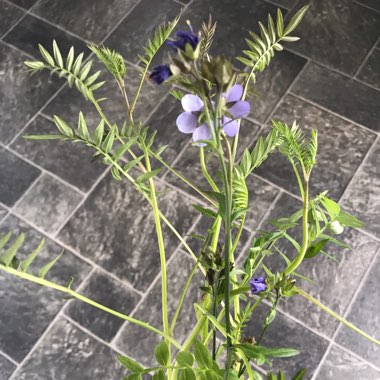 Polemonium 'Bressingham Purple'