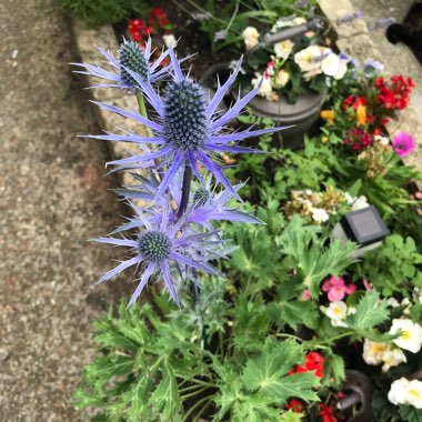 Eryngium x zabelii 'Big Blue'