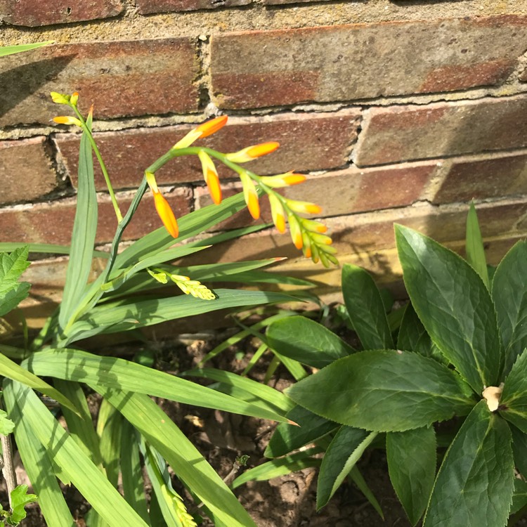 Plant image Crocosmia x crocosmiiflora 'George Davison'