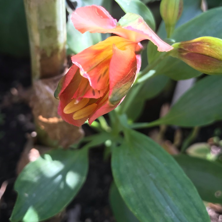 Plant image Alstroemeria 'Inca Replay'