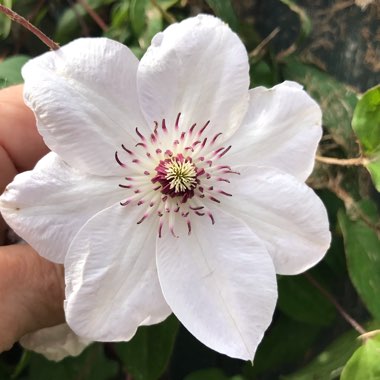 Clematis 'Miss Bateman'