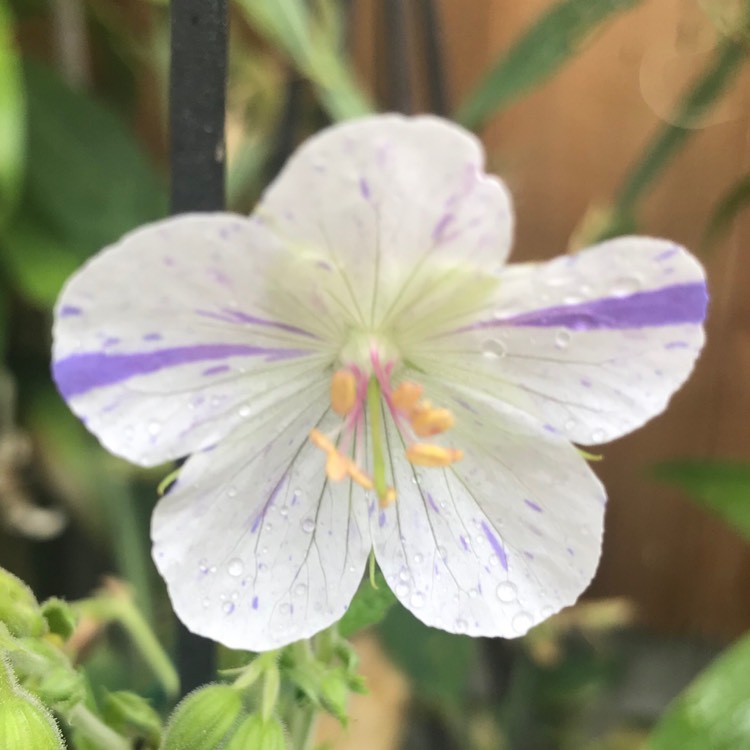 Plant image Geranium pratense 'Delft Blue'