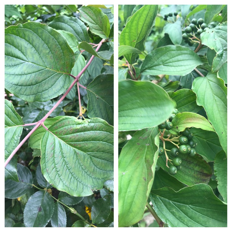 Plant image Cornus sanguinea