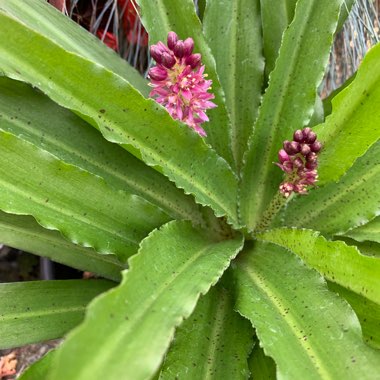 Eucomis 'Leia' (Aloha Lily Series)