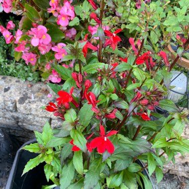 Lobelia x speciosa 'Fan Scarlet'