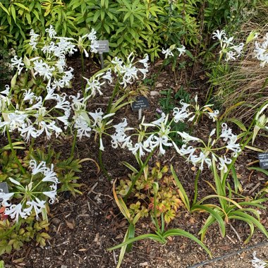 Nerine bowdenii 'Alba'