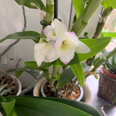 Dendrobium