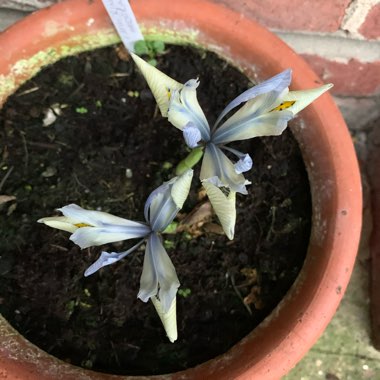 Iris 'Katharine Hodgkin' syn. Iris reticulata 'Katharine Hodgkin', Iris 'Injad Sherwood', Iris reticulata 'Injad Sherwood'