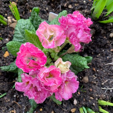 Primula