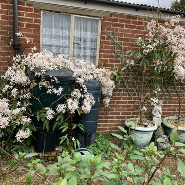 Clematis armandii 'Apple Blossom'