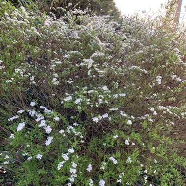 Spiraea 'Arguta' syn. Spiraea x arguta