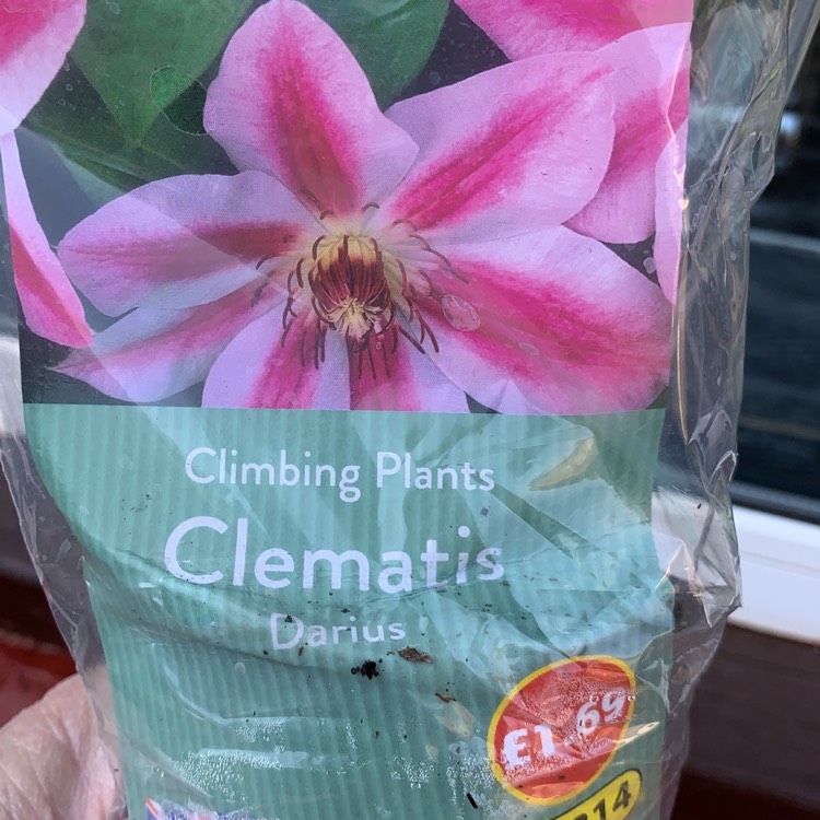 Plant image Clematis 'Darius'