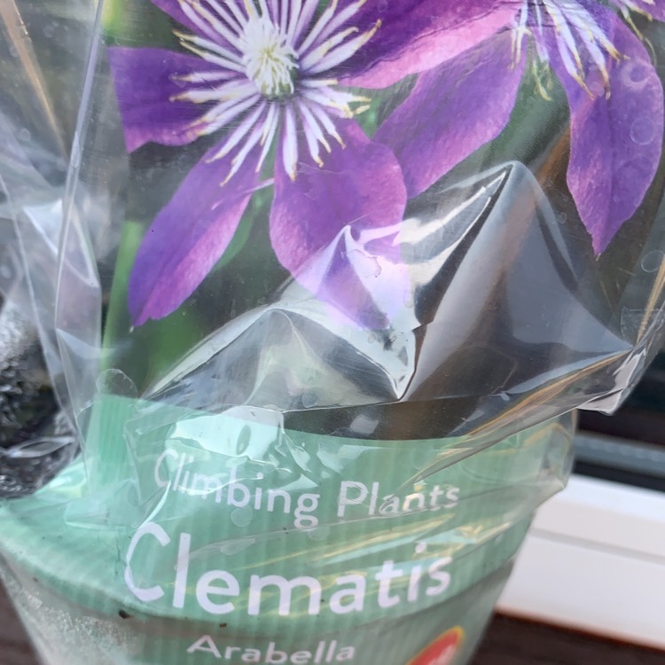 Plant image Clematis 'Arabella' (Integrifolia Group)