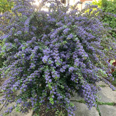 Ceanothus Purpureus