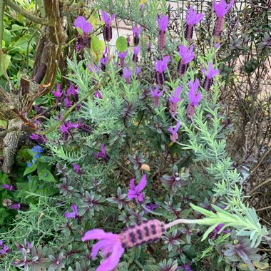 Lavandula stoechas