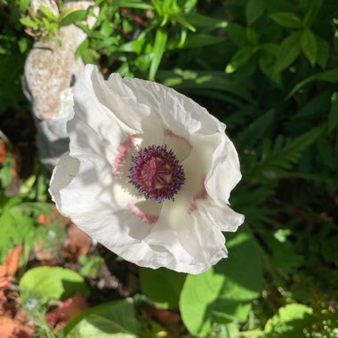 Papaver 'Royal Wedding'