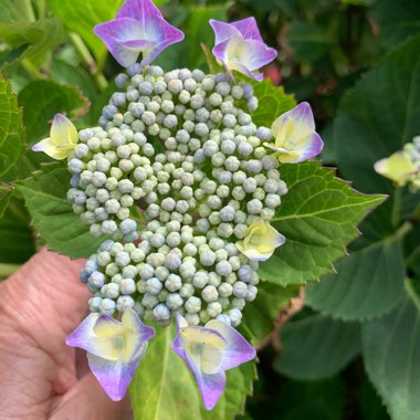 Hydrangea