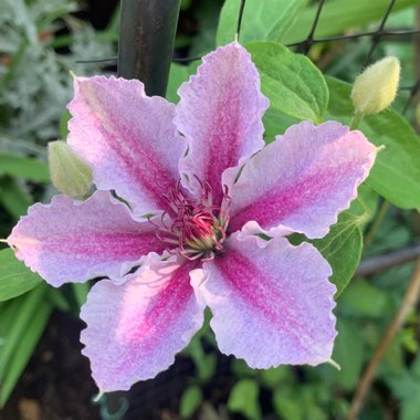 Clematis 'Darius'