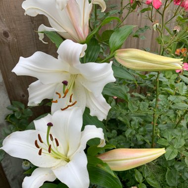 Lilium