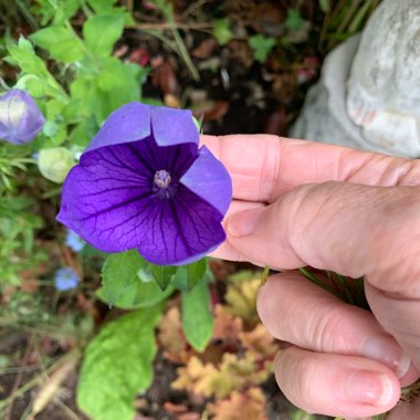 Platycodon grandiflorus 'Astra Blue' (Astra Series) syn. Campanula grandiflora 'Astra Blue'