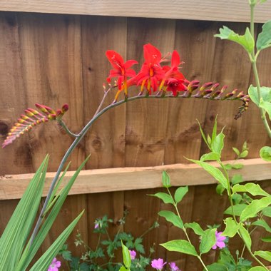 Crocosmia 'Lucifer'