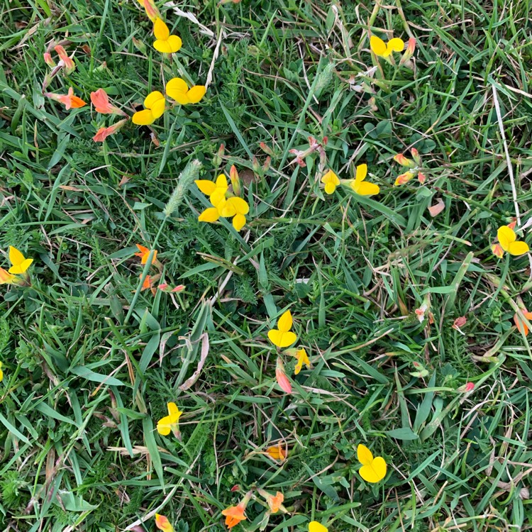 Plant image Lotus corniculatus