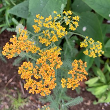 Achillea 'Terracotta'