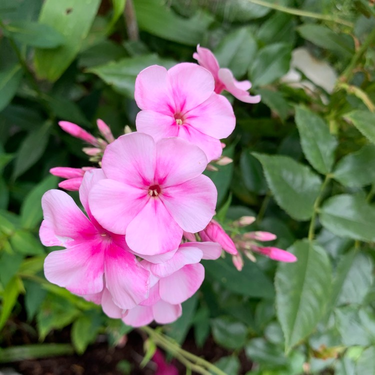 Plant image Phlox paniculata 'Sweet Summer™ Festival'