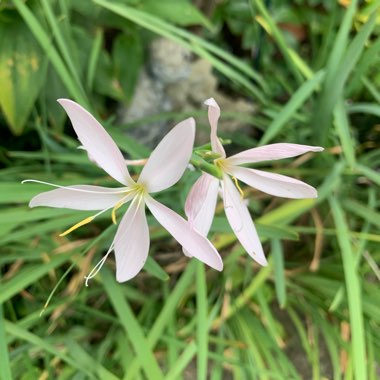 Hesperantha coccinea 'Wilfred H. Bryant' syn. Schizostylis coccinea 'Wilfred H. Bryant', Hesperantha 'Pink Princess', Schizostylis 'Pink Princess'