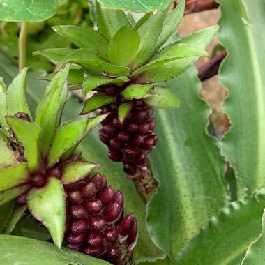 Eucomis 'Gsalkian' (Aloha Lily Series) syn. Eucomis 'Kona'