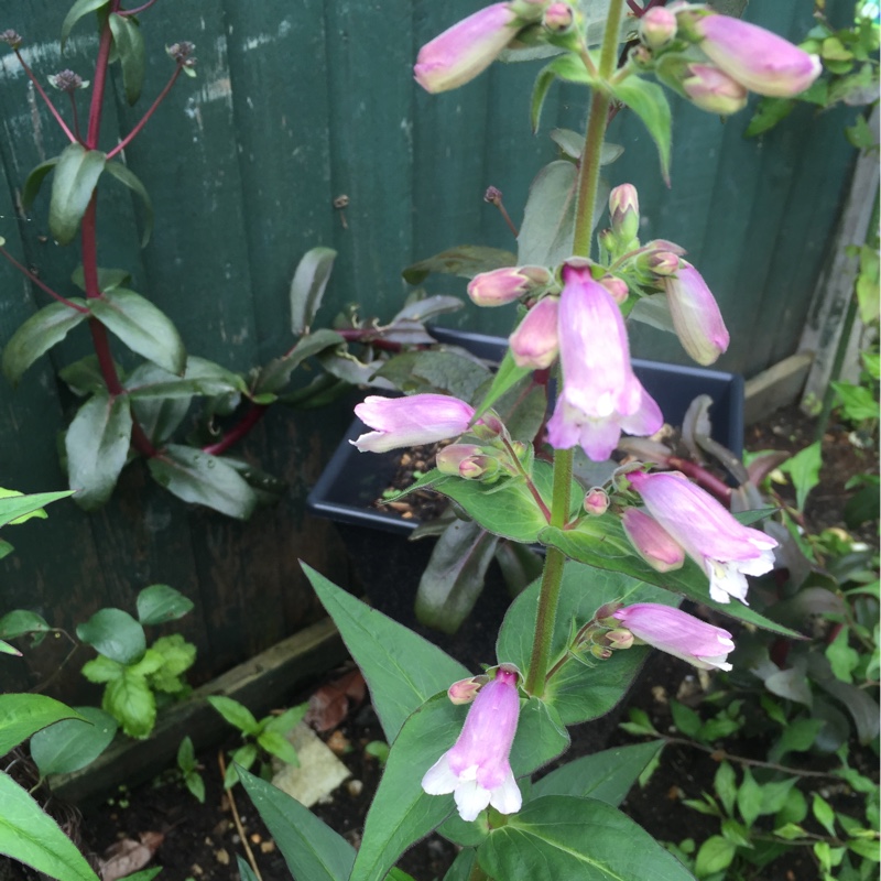 Plant image Penstemon 'Sunburst Ruby'