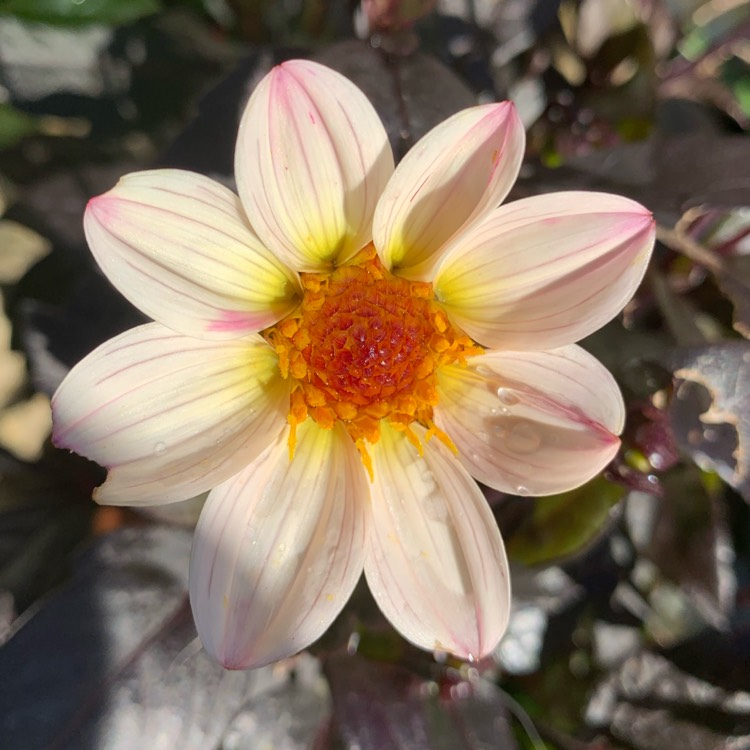 Plant image Dahlia 'Hdw79' (Happy Days Series) syn. Dahlia 'Happy Days Cream'