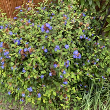 Ceratostigma plumbaginoides syn. plumbago larpentiae