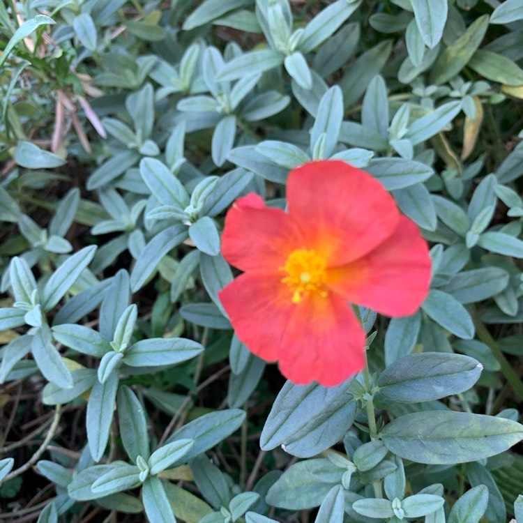 Plant image Helianthemum