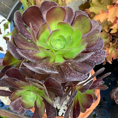 Aeonium 'Velour'