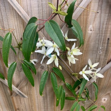 Clematis armandii 'Apple Blossom'