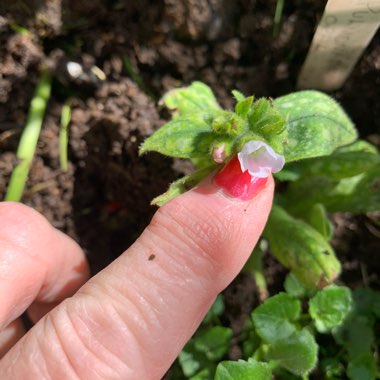 Pulmonaria 'Opal'