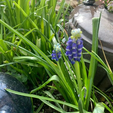 Muscari armeniacum 'Touch of Snow'