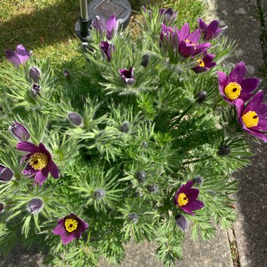 Pulsatilla vulgaris