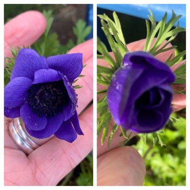 Anemone coronaria