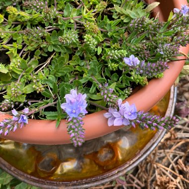 Veronica prostrata 'Spode Blue'