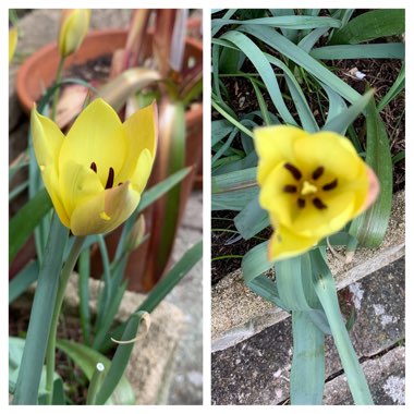 Tulipa linifolia (Batalinii Group) 'Honky Tonk' syn. Tulipa 'Honky Tonk'