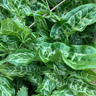 Arum italicum 'Pictum'